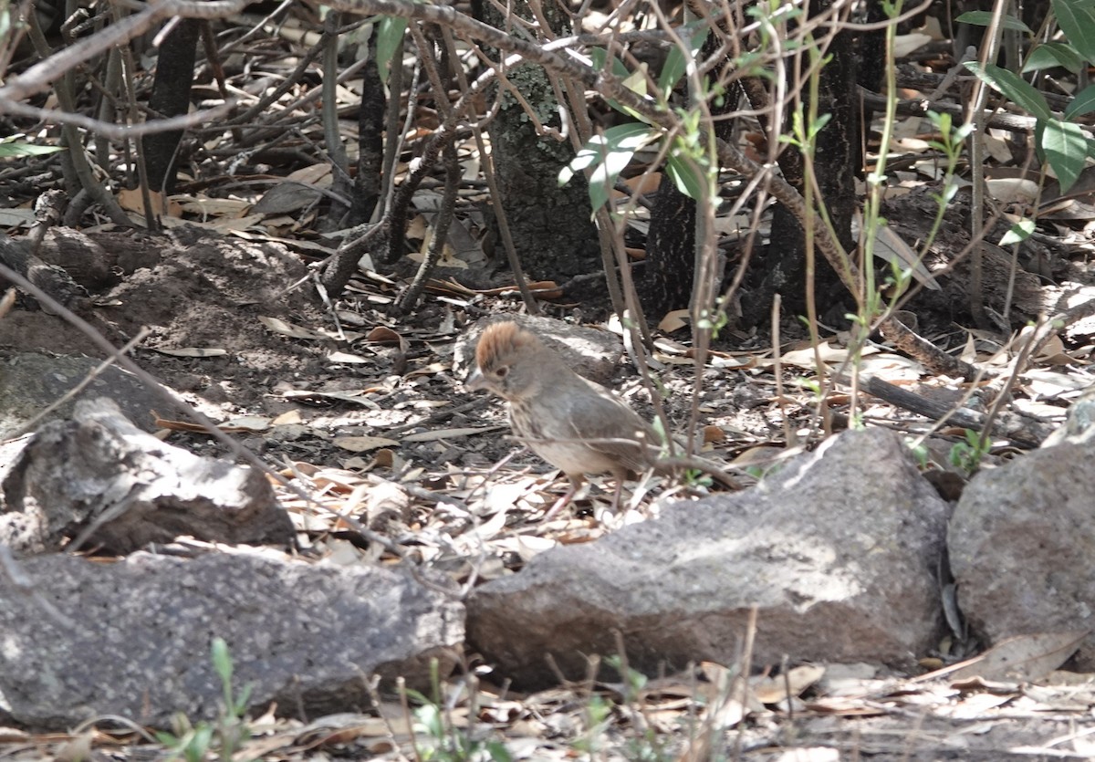 Canyon Towhee - ML637783445