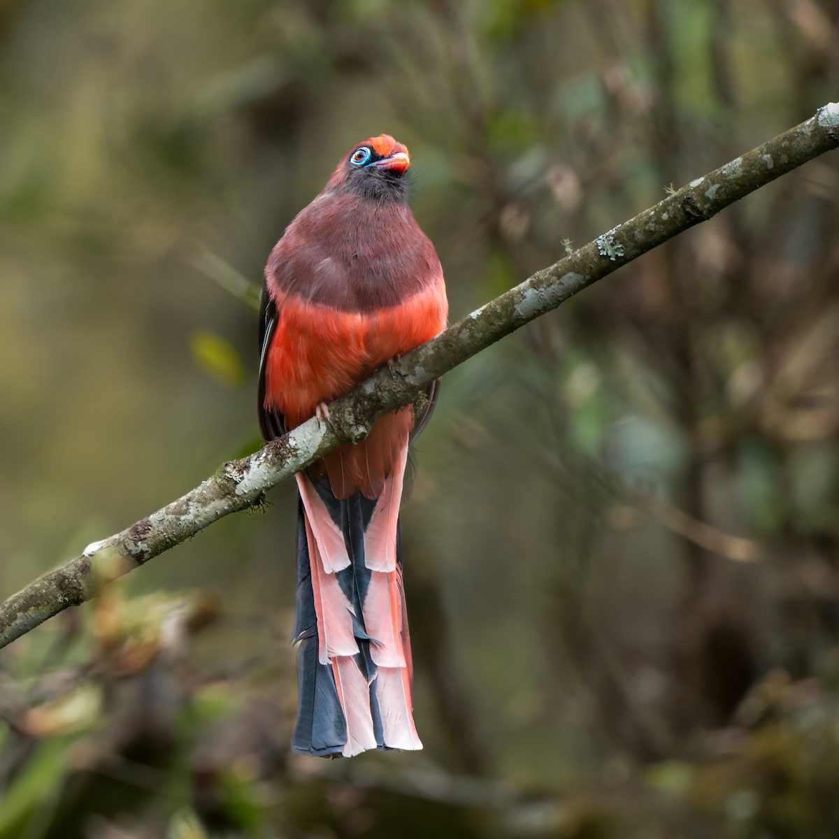 Ward's Trogon - ML637783463