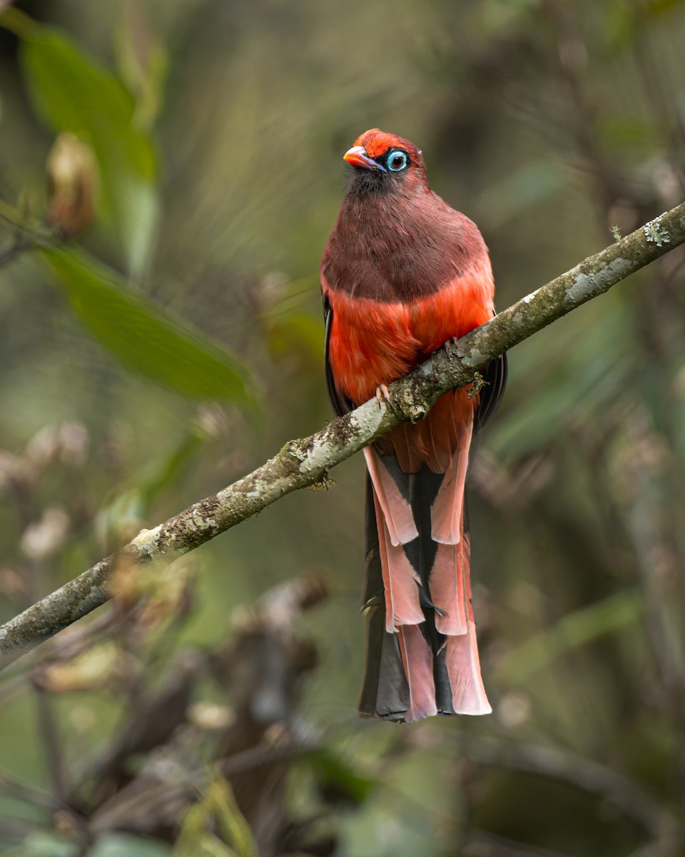 Ward's Trogon - ML637783468