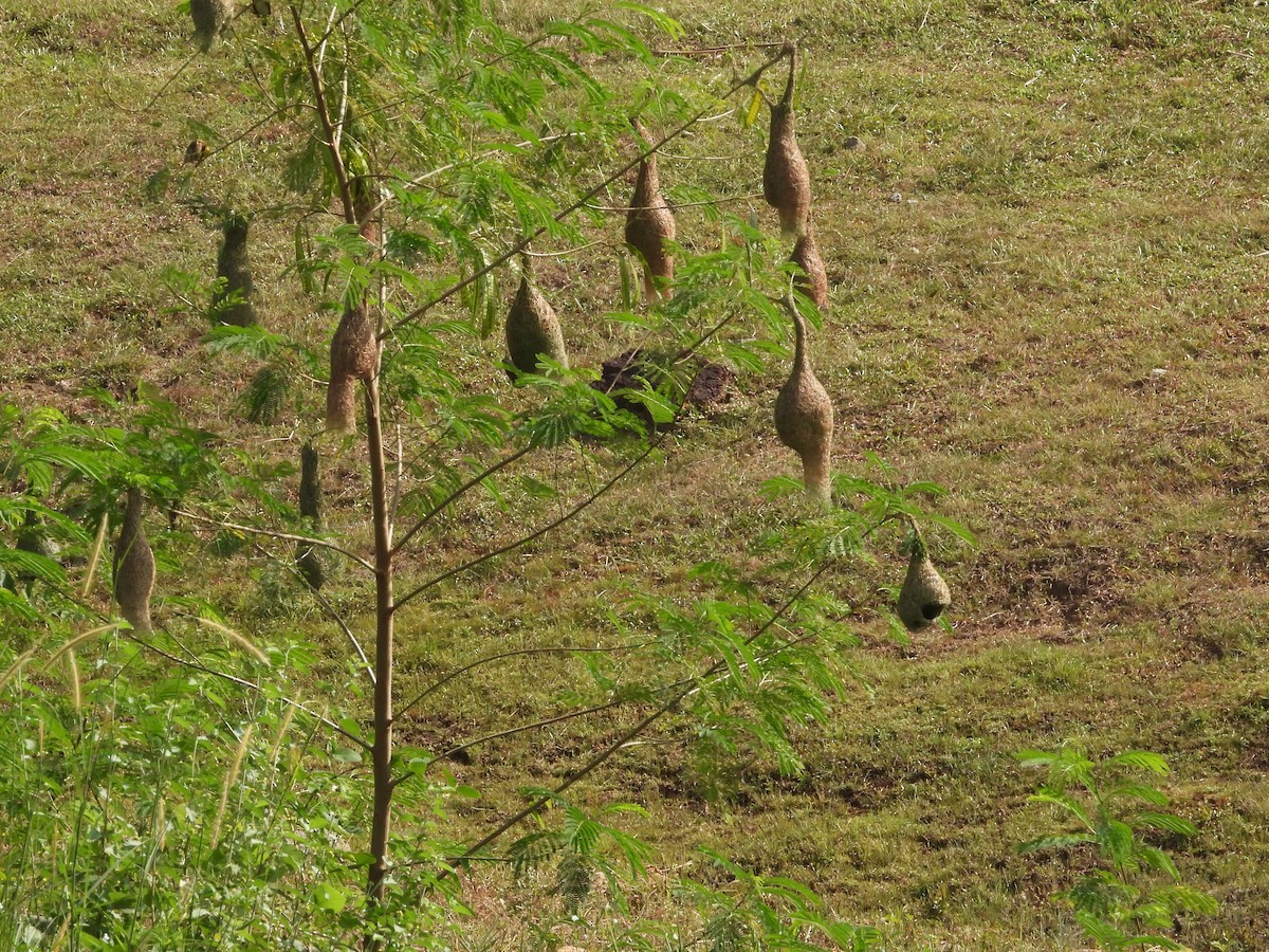 Baya Weaver - ML637783479