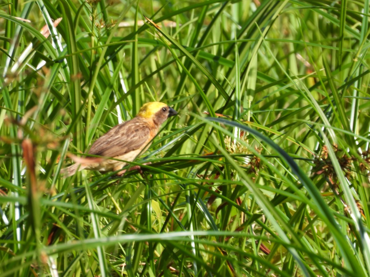 Baya Weaver - ML637783482