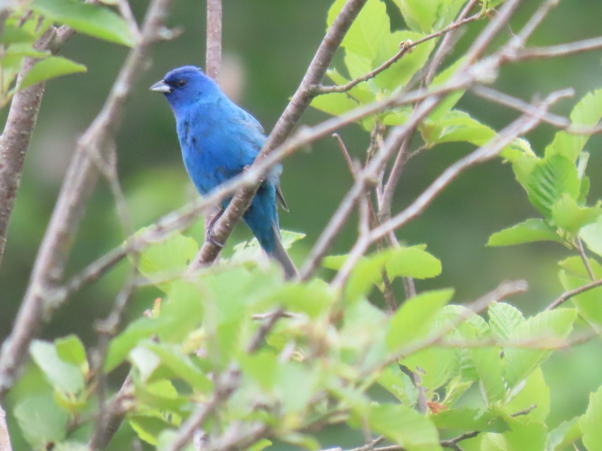 Indigo Bunting - ML637783500