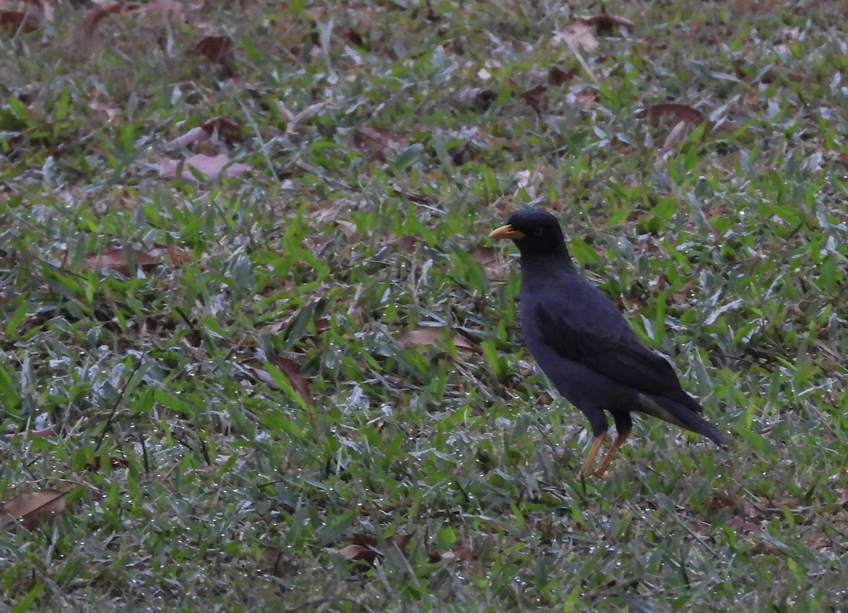 Javan Myna - ML637783513