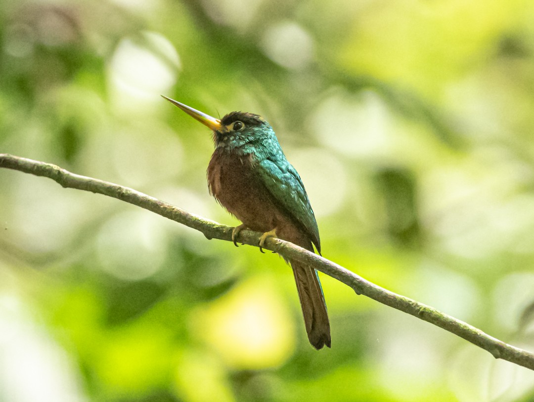 Yellow-billed Jacamar - ML637783517