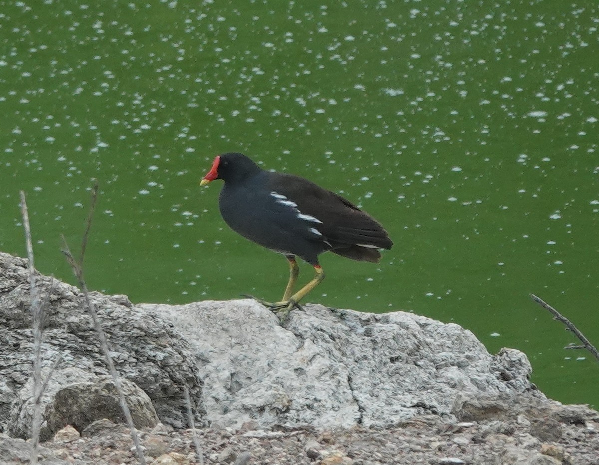 Gallinella d'acqua - ML637783518
