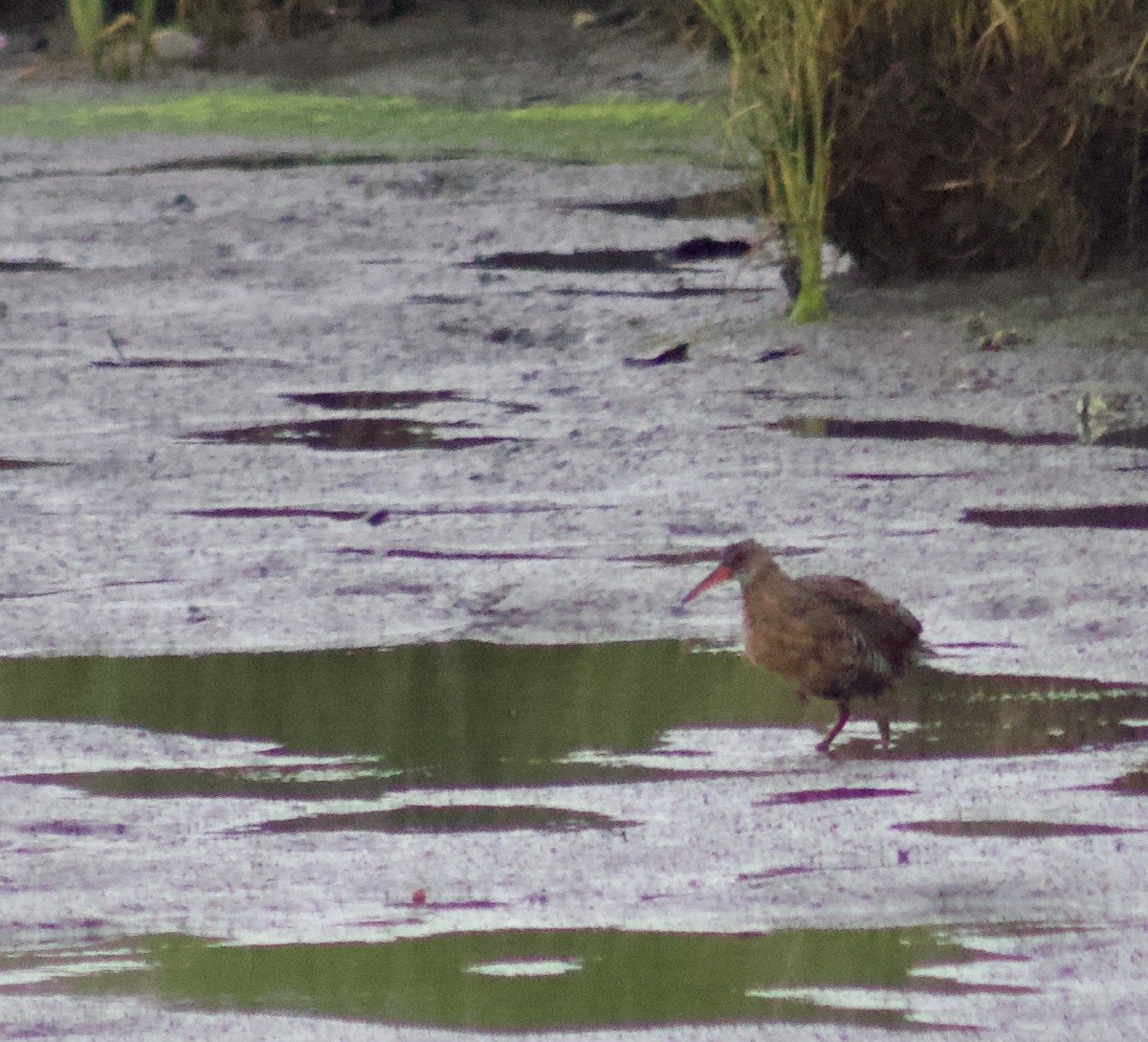 Ridgway's Rail - ML637783521