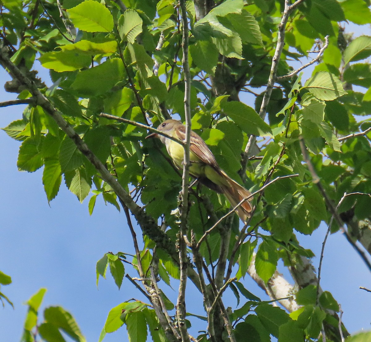 Great Crested Flycatcher - ML637783528