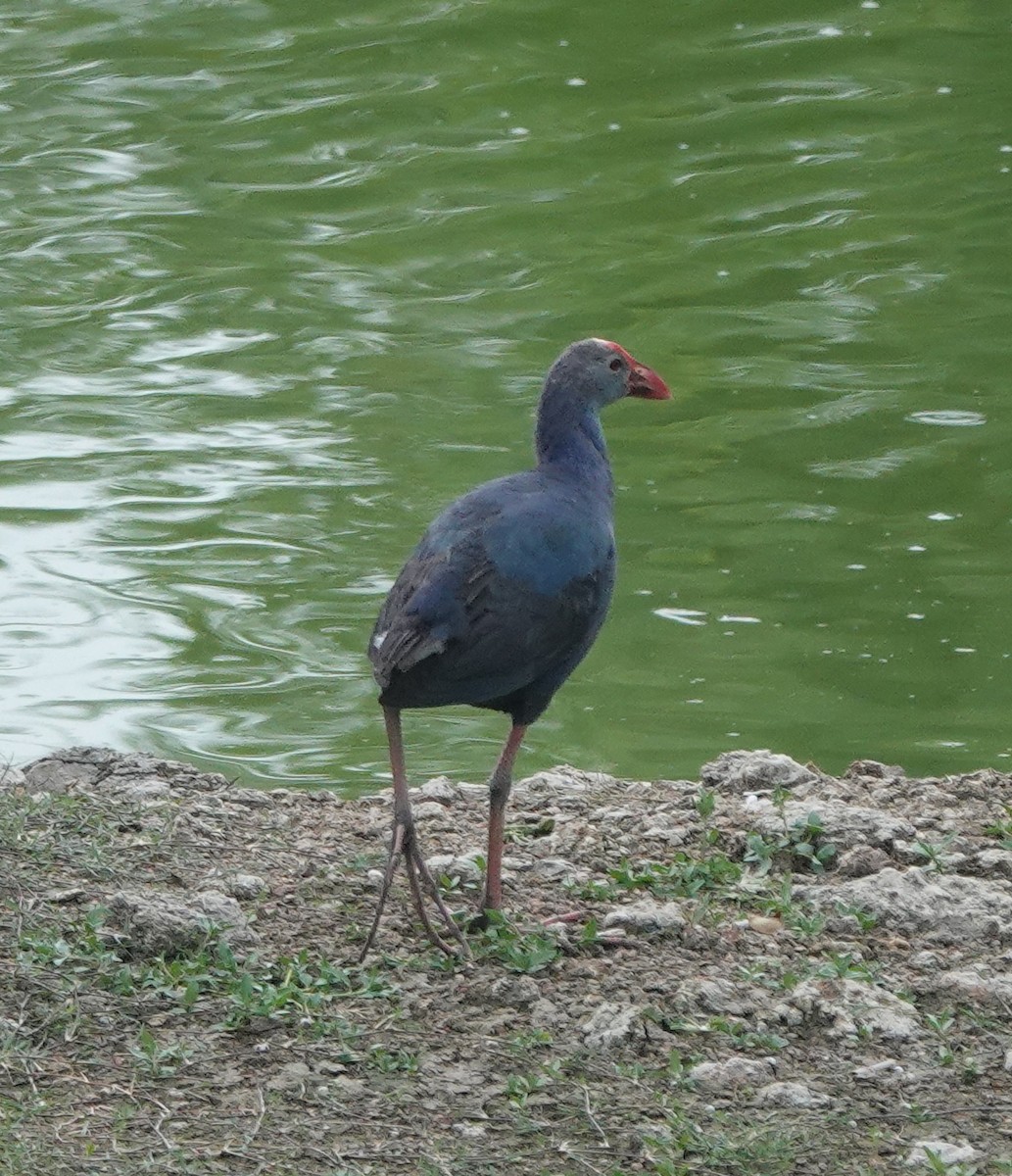Pollo sultano testagrigia - ML637783535