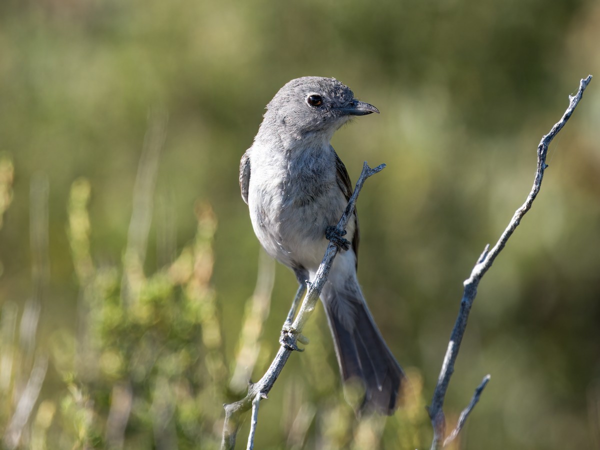 Gray Vireo - ML637783536