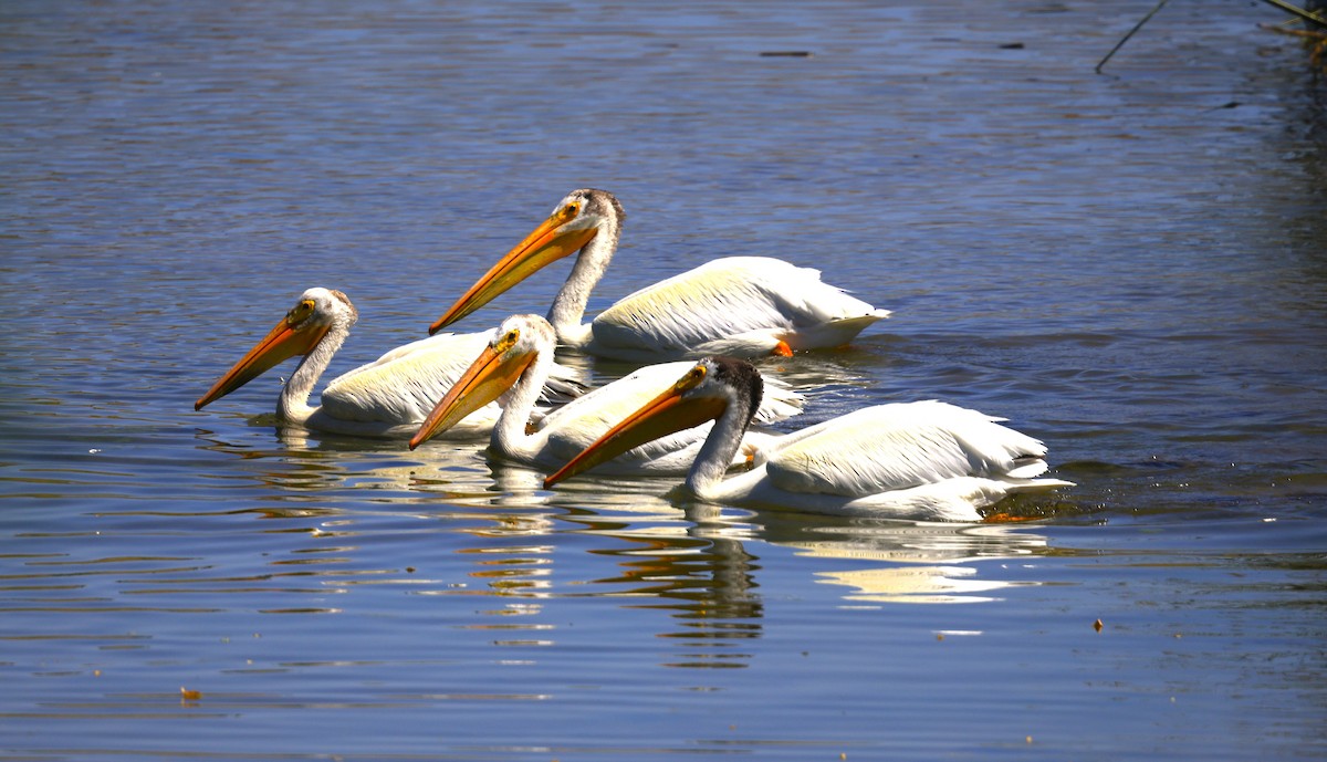 American White Pelican - ML637783538