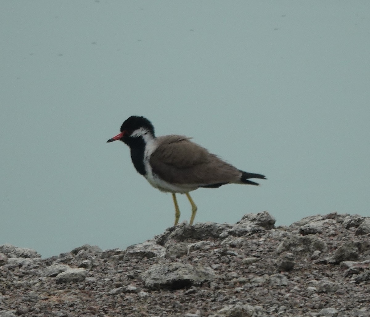Red-wattled Lapwing - ML637783545