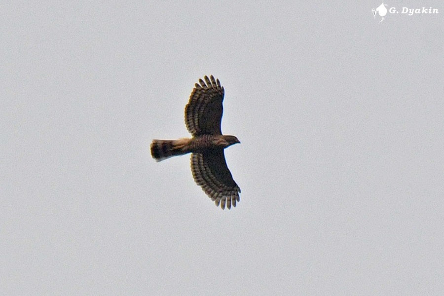 Crested Goshawk - ML637783546