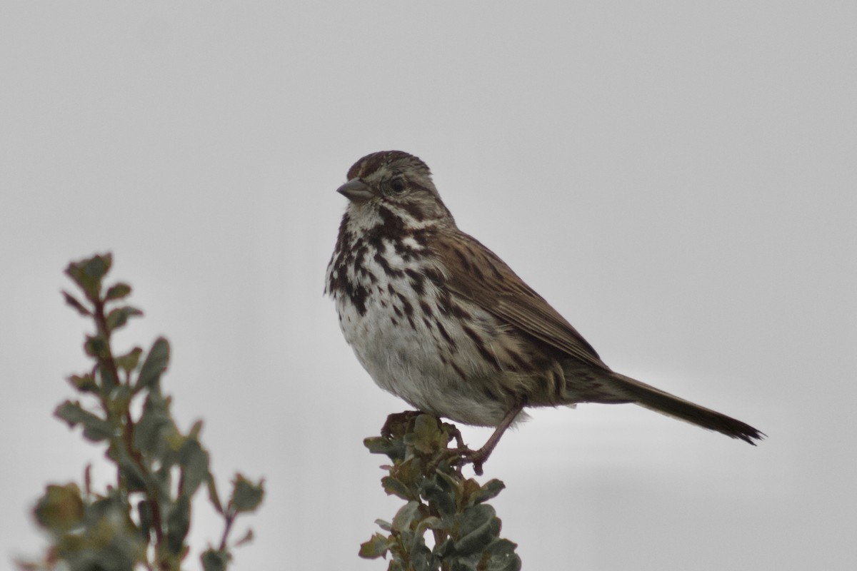 Song Sparrow - ML637783547