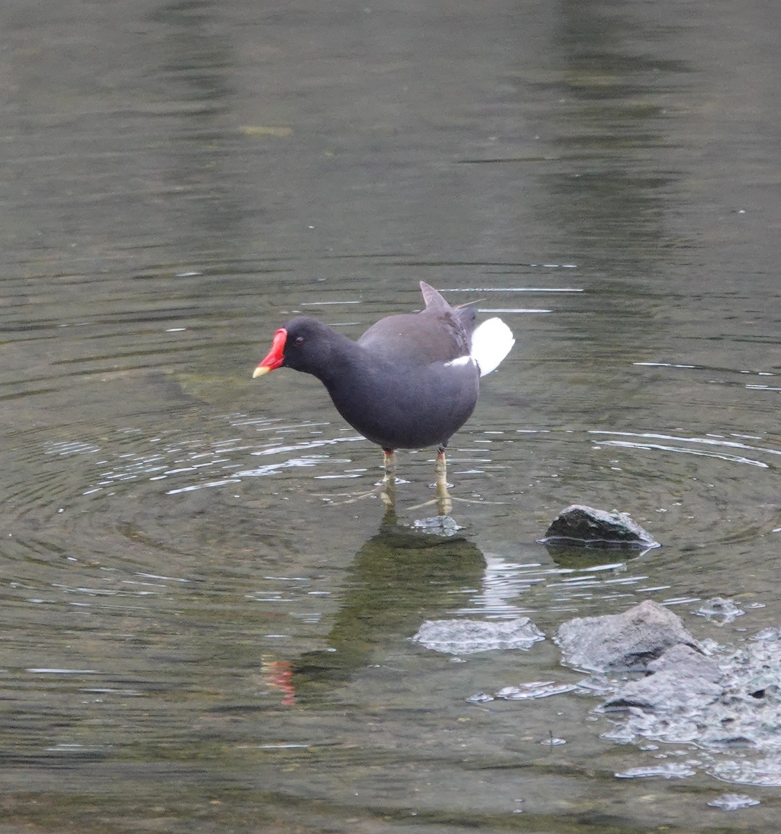 Gallinella d'acqua - ML637783548