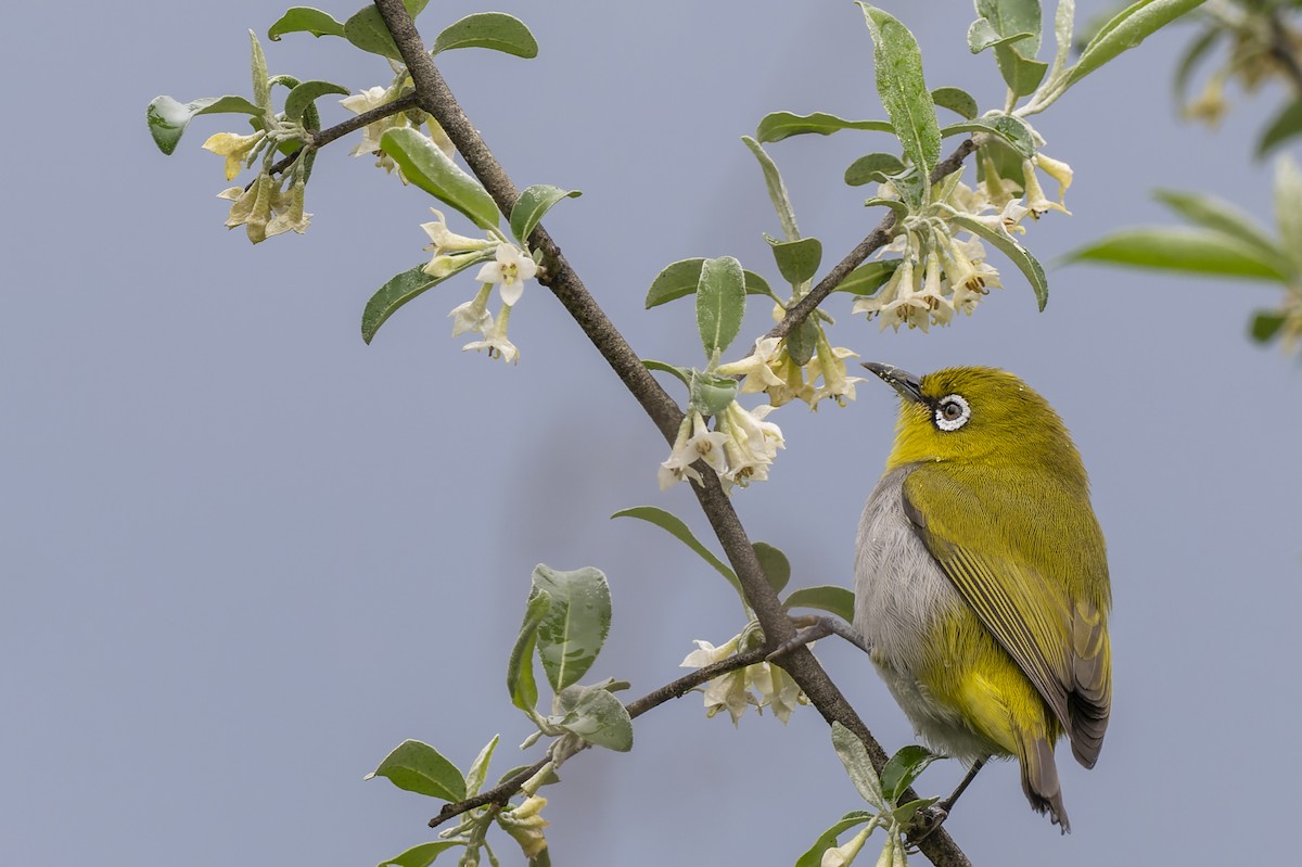 Indian White-eye - ML637783550