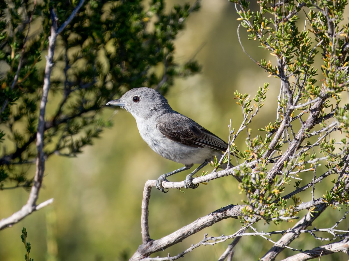 Gray Vireo - ML637783551