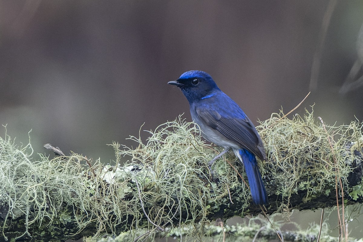 Small Niltava - ML637783553