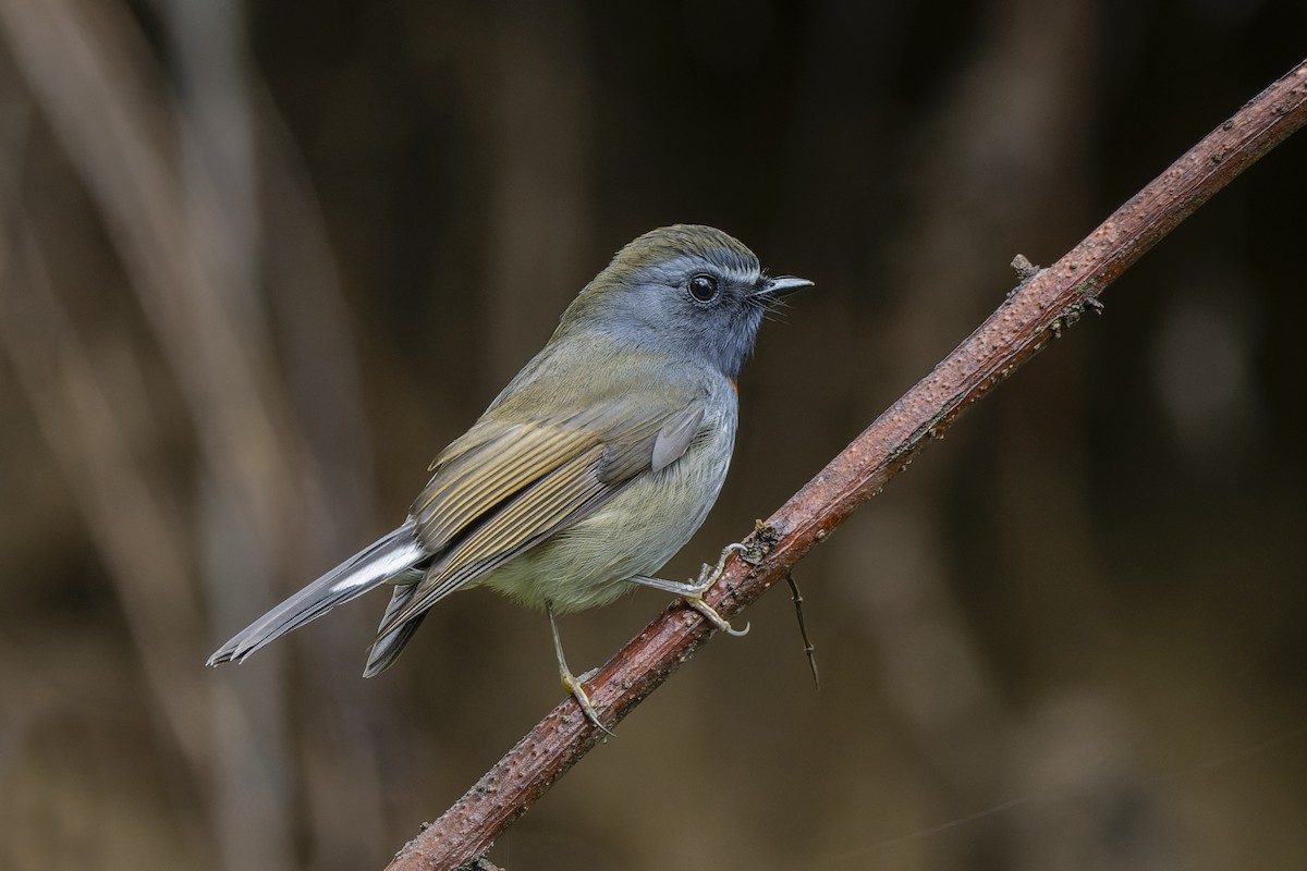 Rufous-gorgeted Flycatcher - ML637783565
