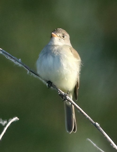 Mosquero Saucero - ML637783570