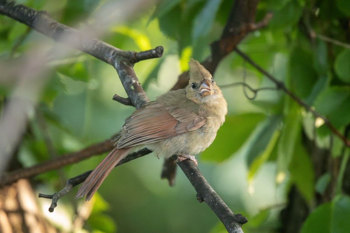 ショウジョウコウカンチョウ - ML637783621
