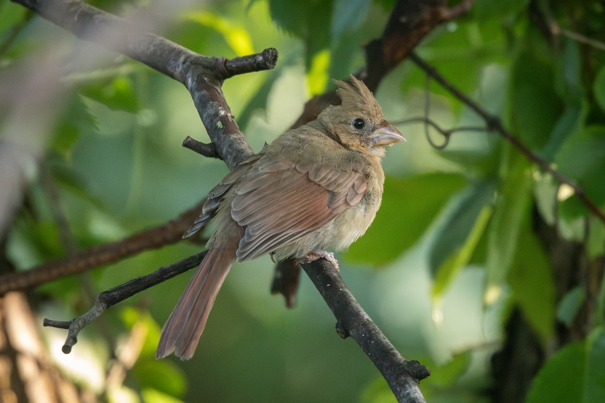 ショウジョウコウカンチョウ - ML637783623
