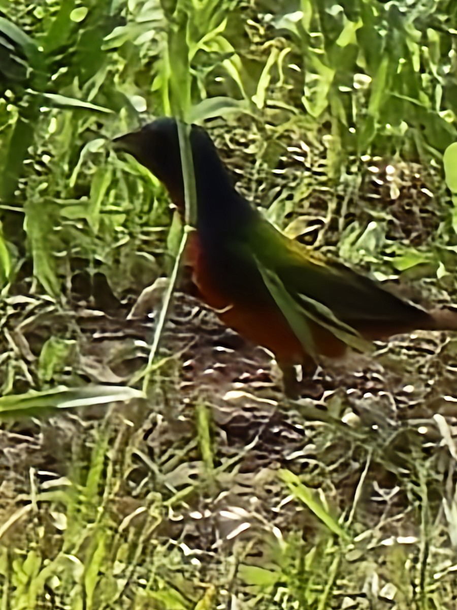 Painted Bunting - ML637783624