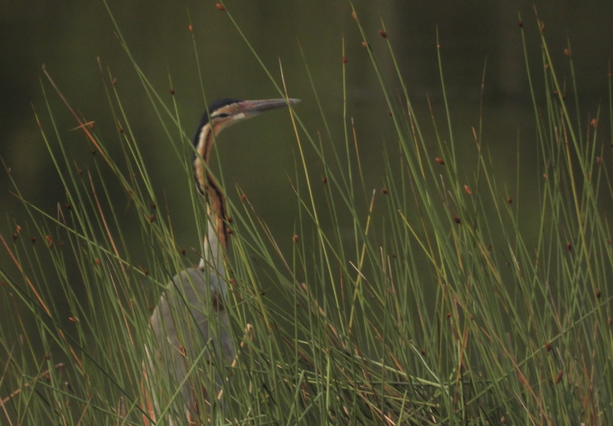 Purple Heron - ML637783627