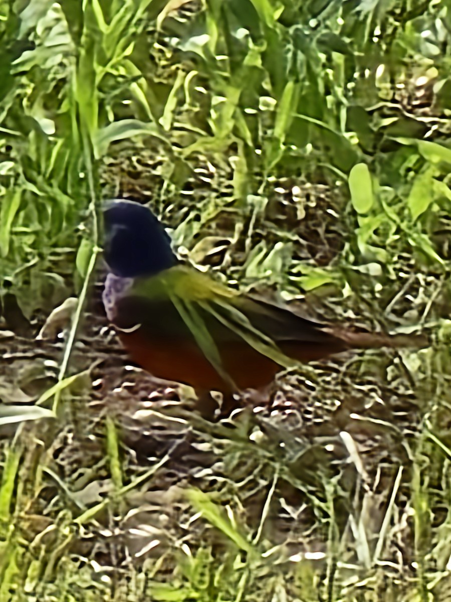 Painted Bunting - ML637783628