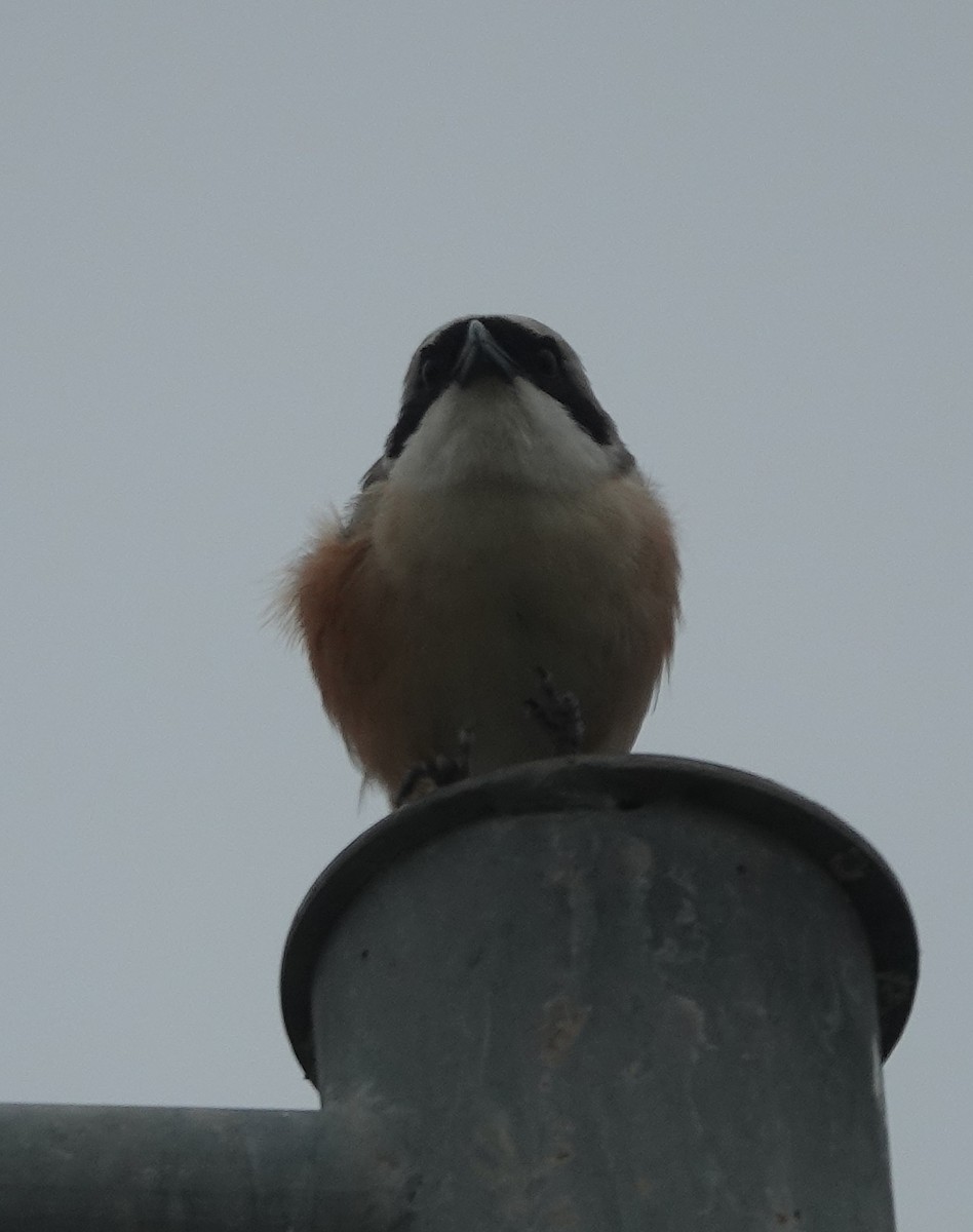 Long-tailed Shrike - ML637783633