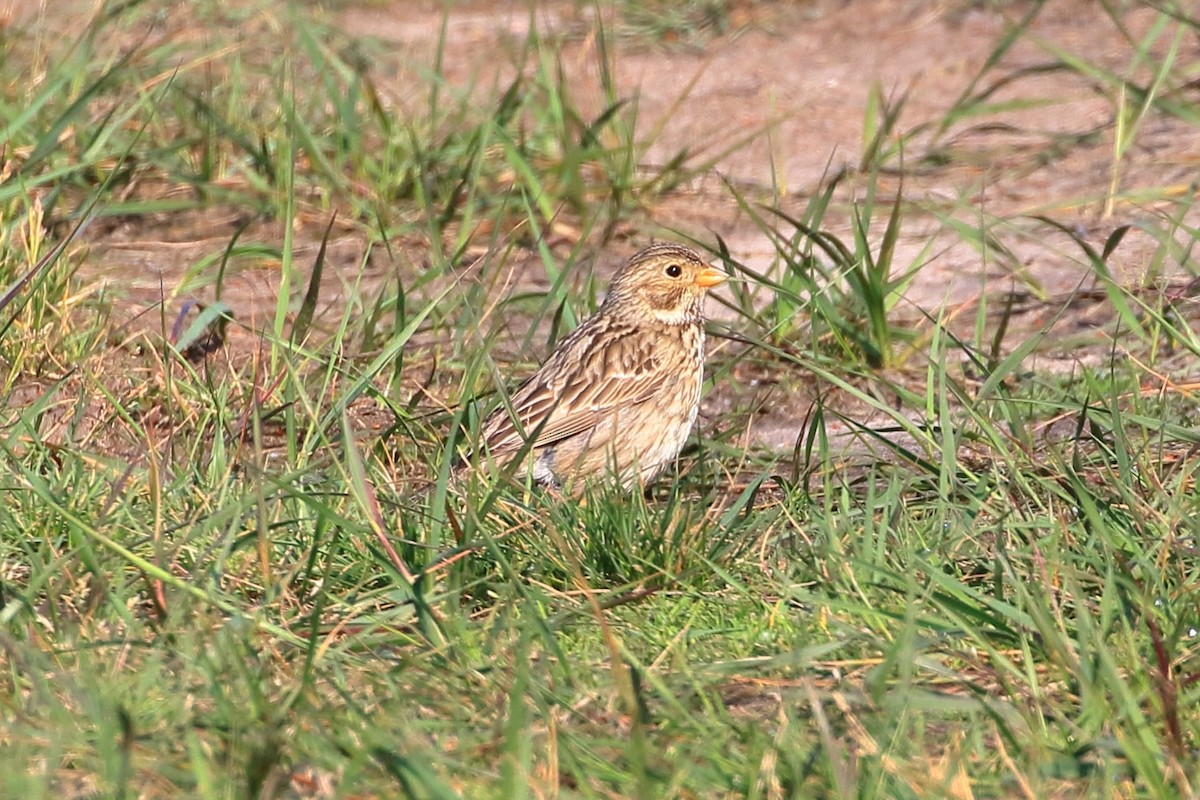 Eurasian Skylark - ML637783634
