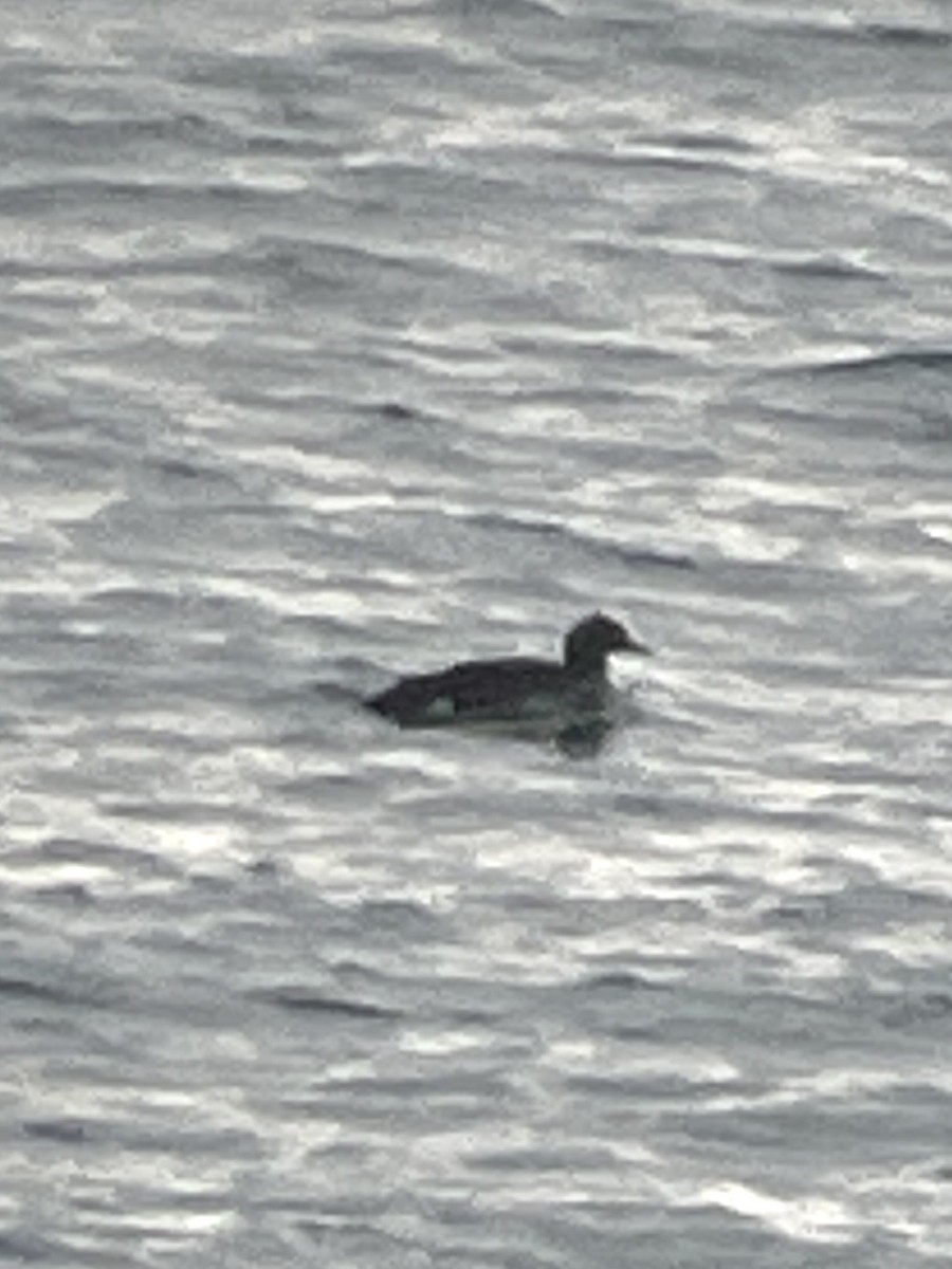 Arctic Loon - ML637783635