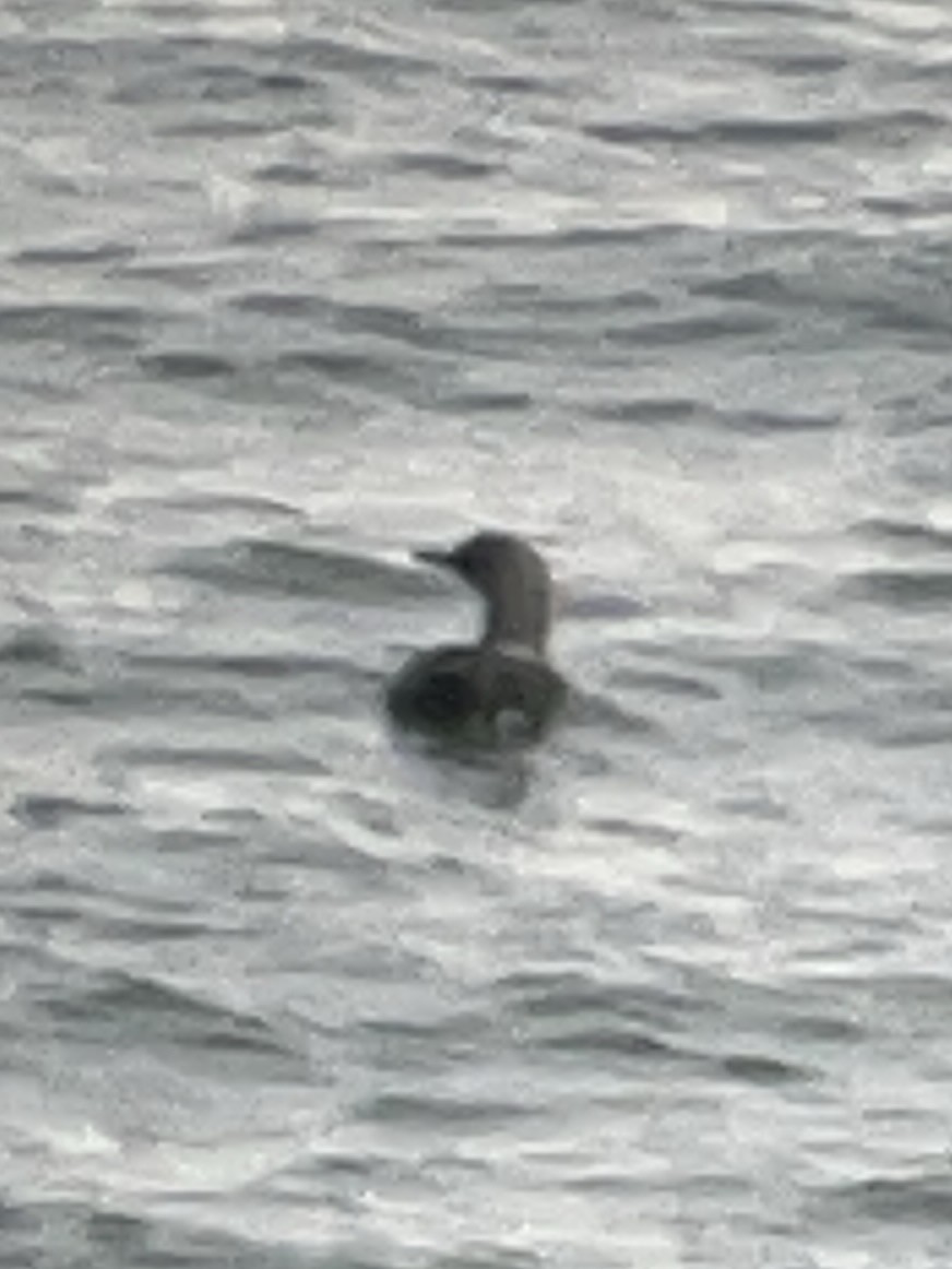 Arctic Loon - ML637783637