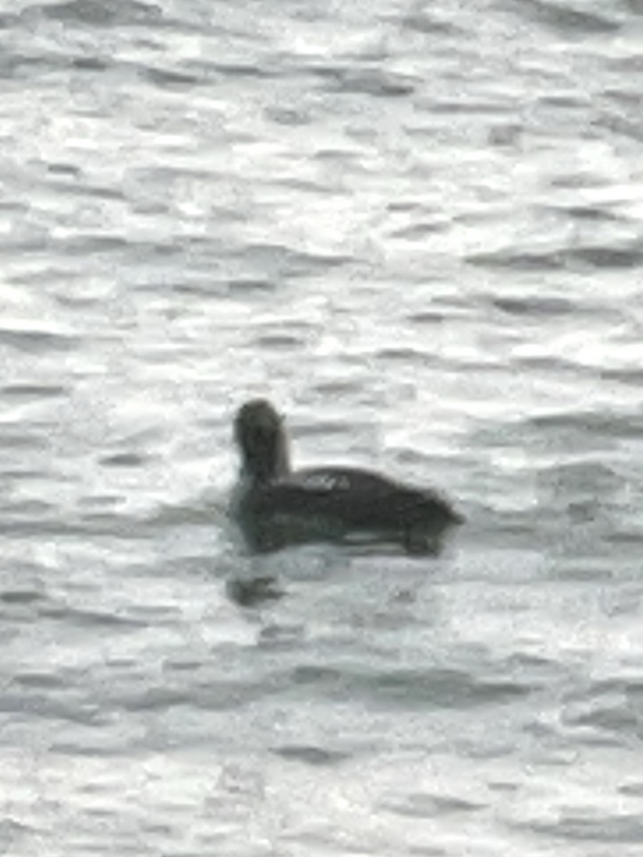 Arctic Loon - ML637783638