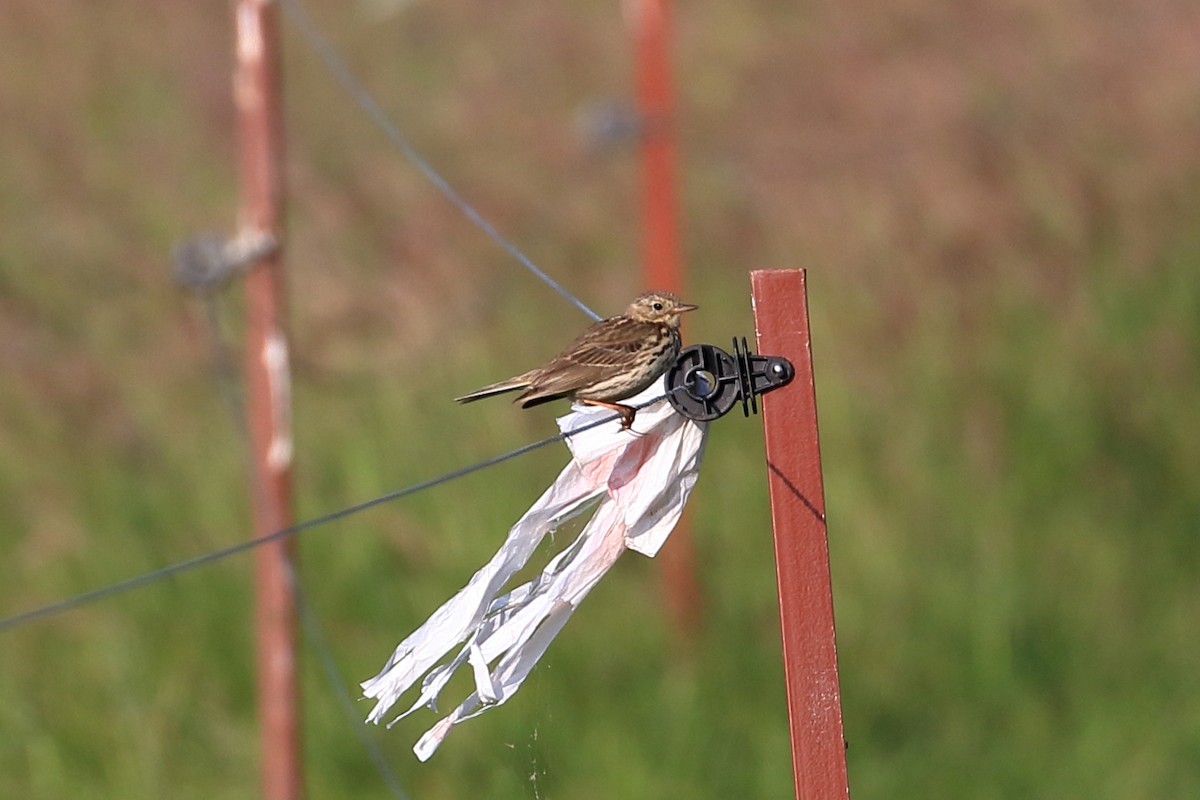 Meadow Pipit - ML637783639