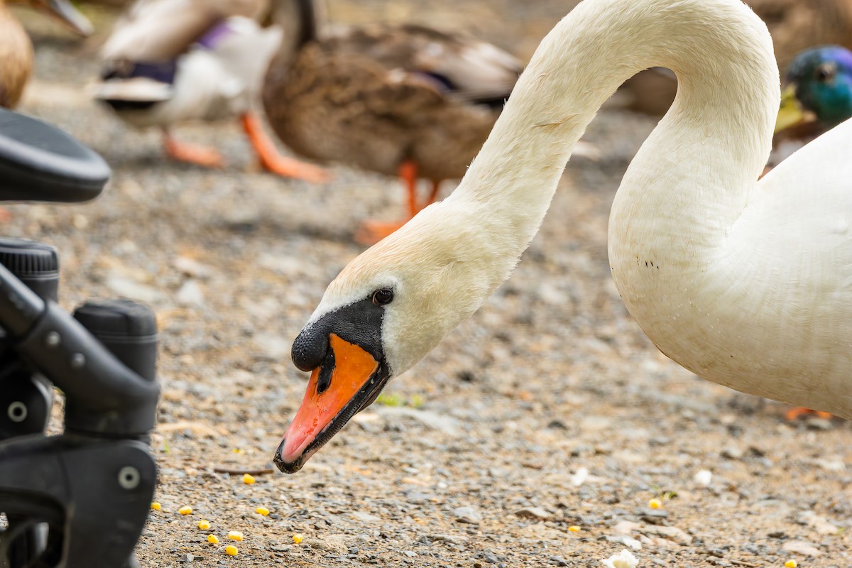 Mute Swan - ML637783640