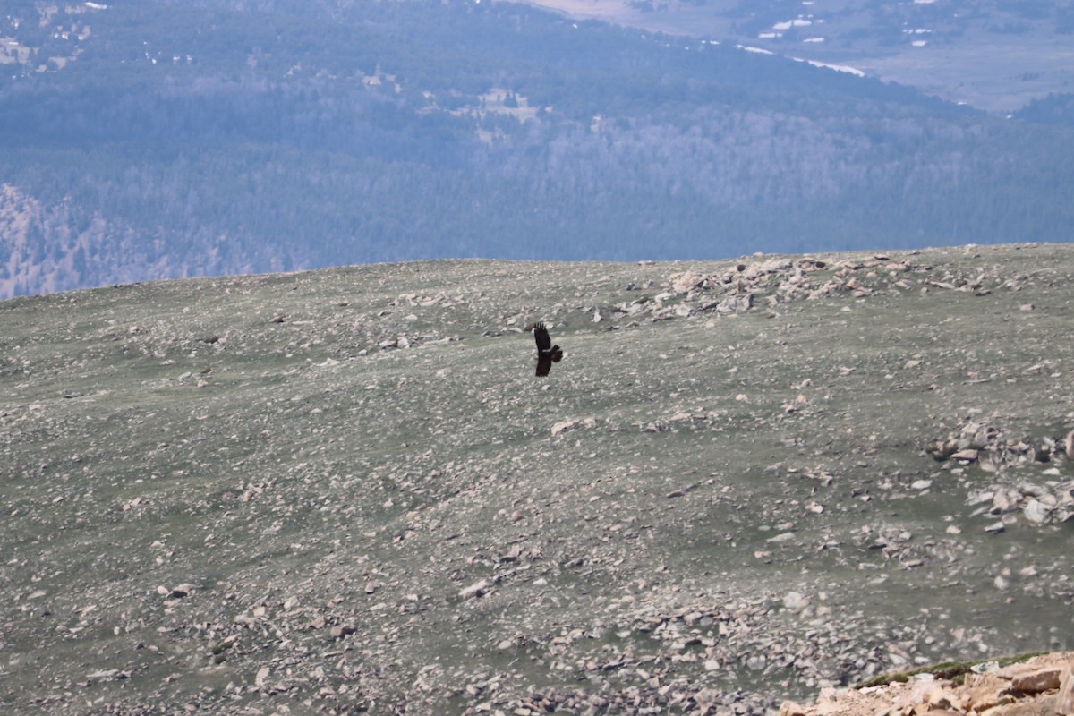Golden Eagle - ML637783641