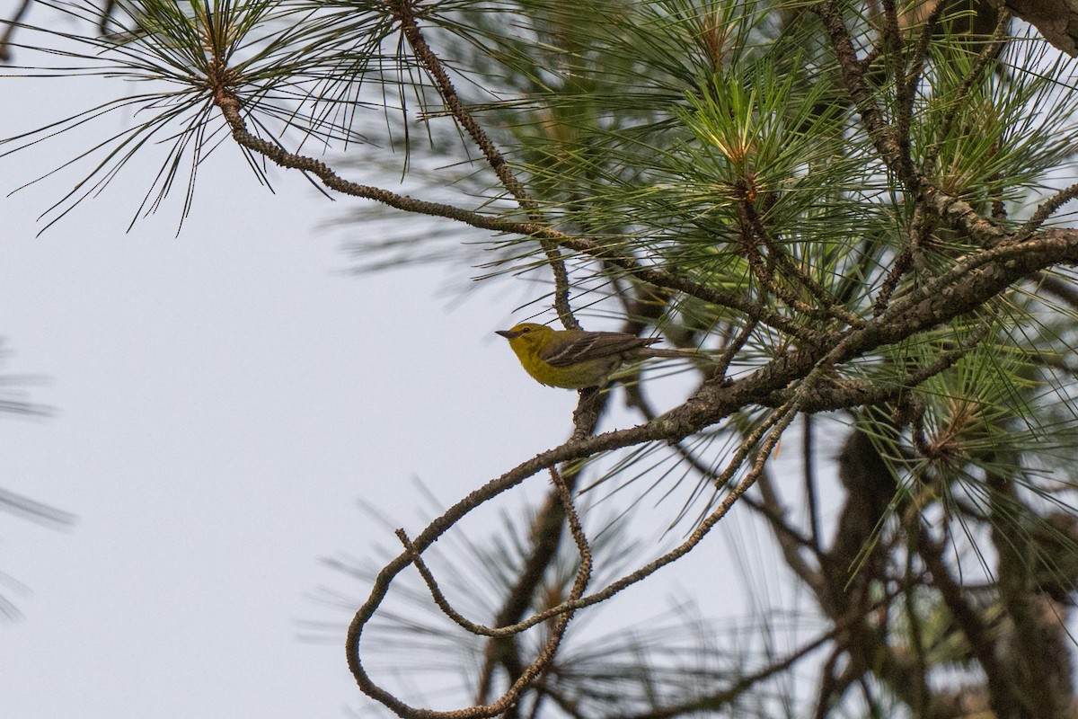 Pine Warbler - ML637783642