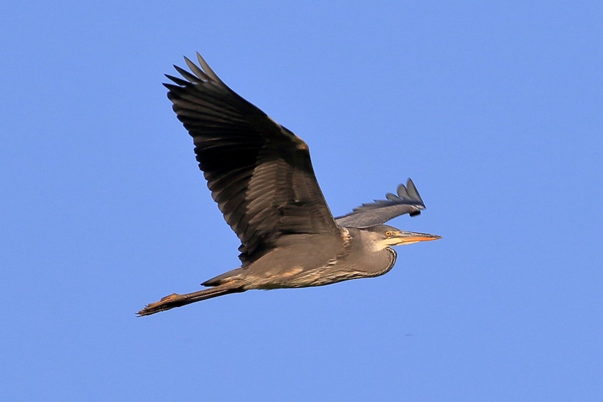 Gray Heron - ML637783643