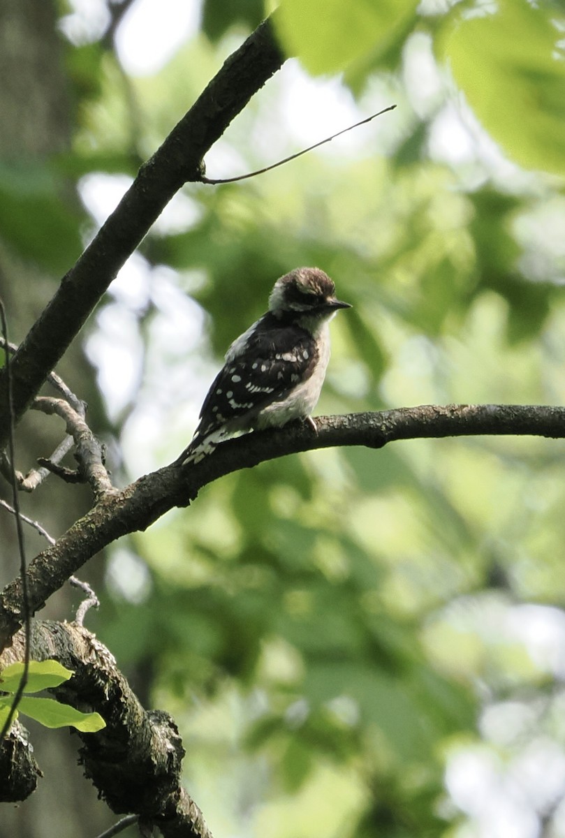 Downy Woodpecker - ML637783644