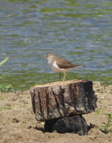Common Sandpiper - ML637783645