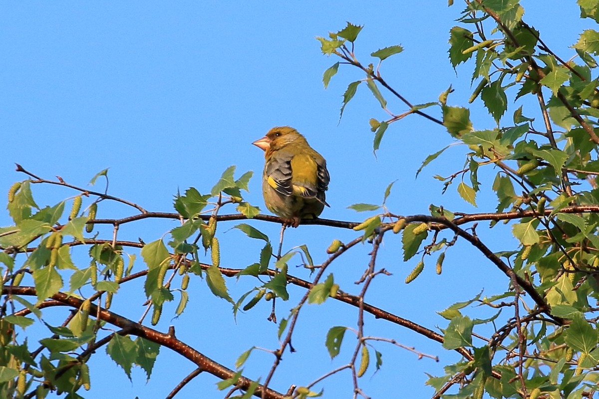 European Greenfinch - ML637783646