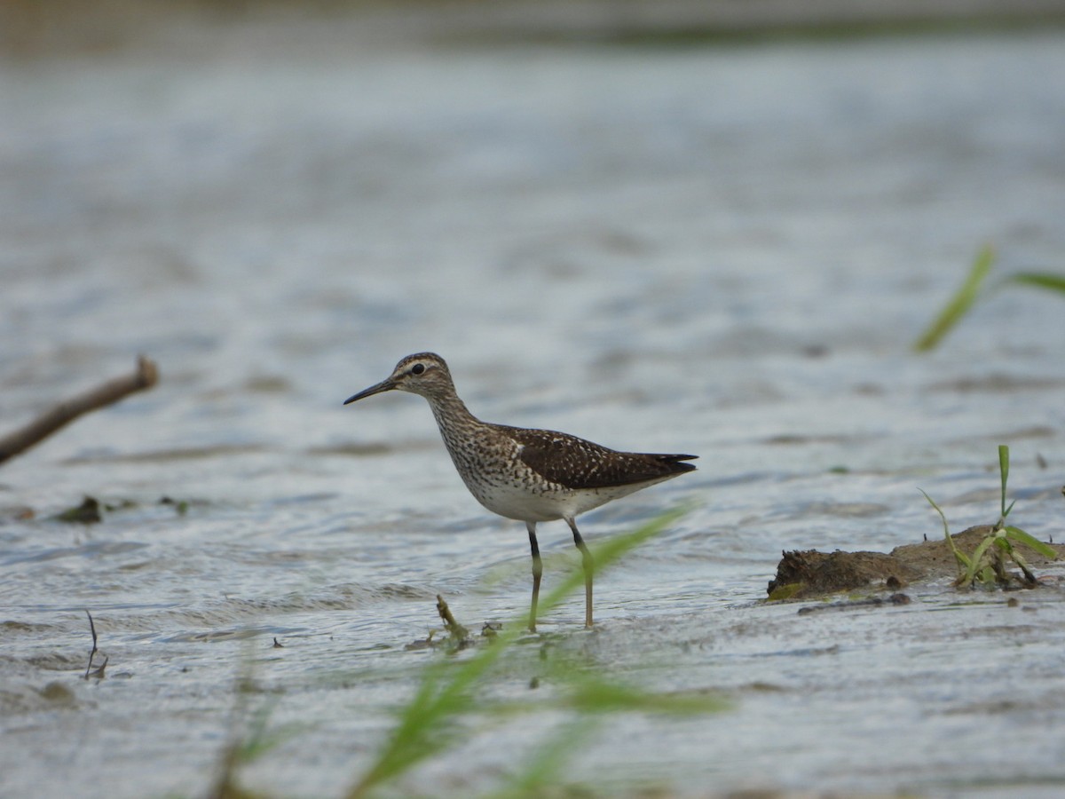 Wood Sandpiper - ML637783651