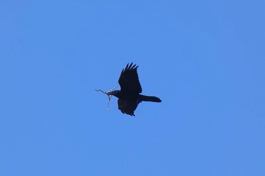 Common Raven - ML637783653