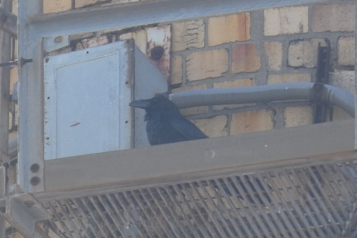 Common Raven - ML637783657