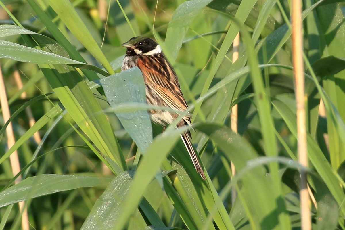 Reed Bunting - ML637783658