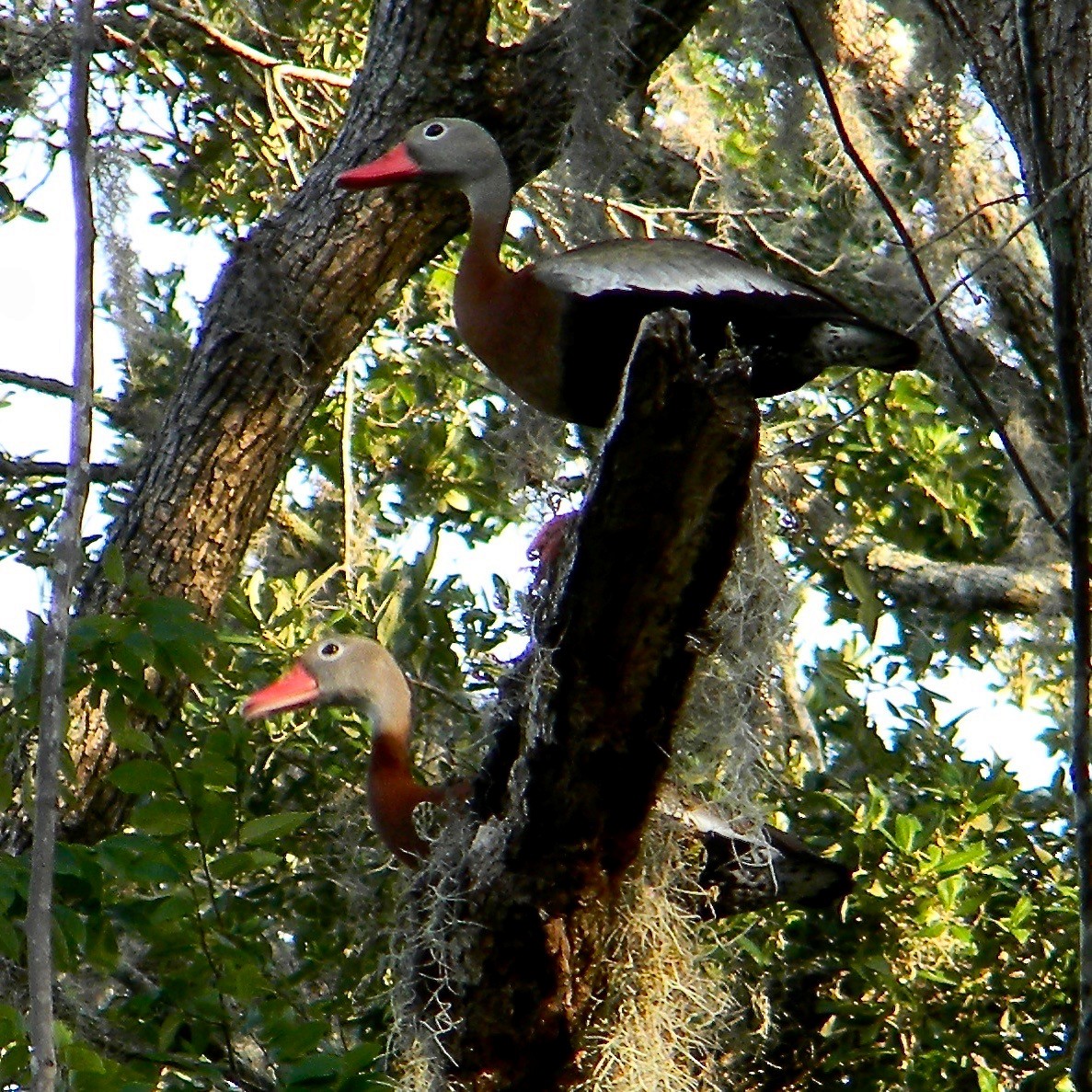 Black-bellied Whistling-Duck - ML637783660