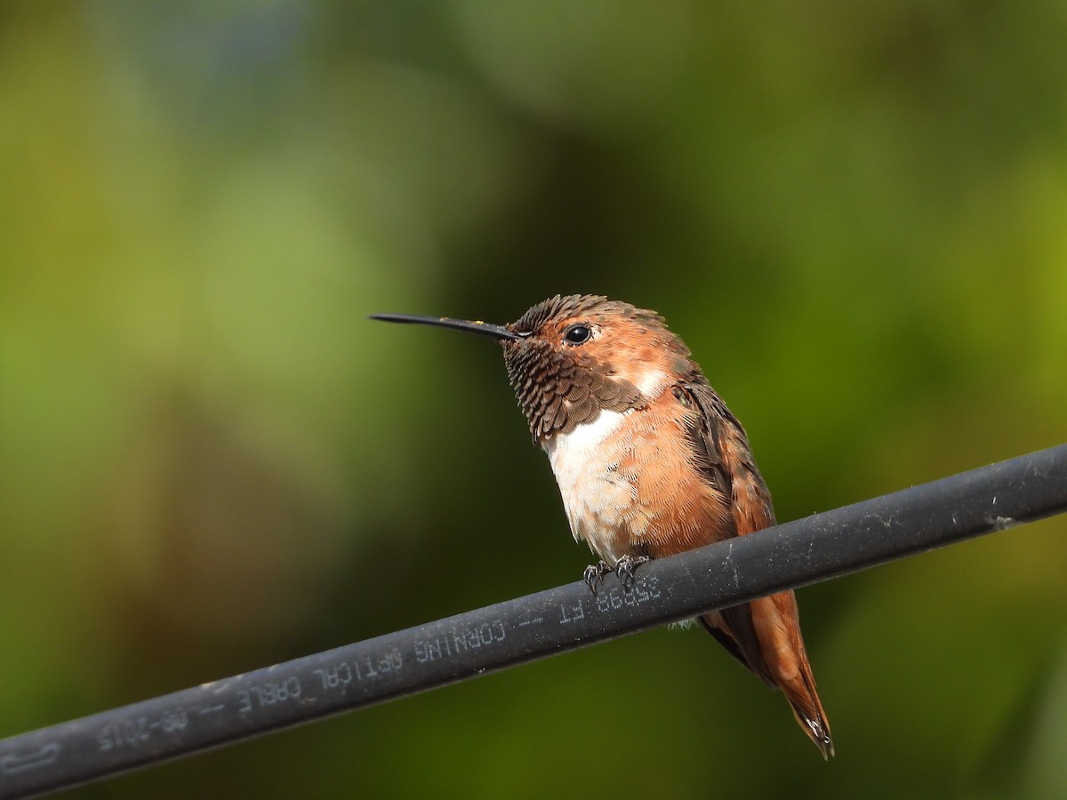 Allen's Hummingbird - ML637783665