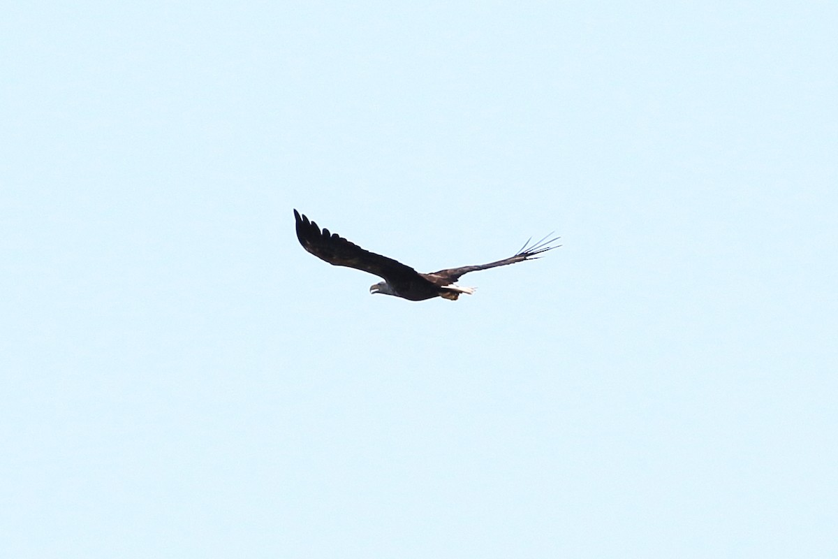 White-tailed Eagle - ML637783667