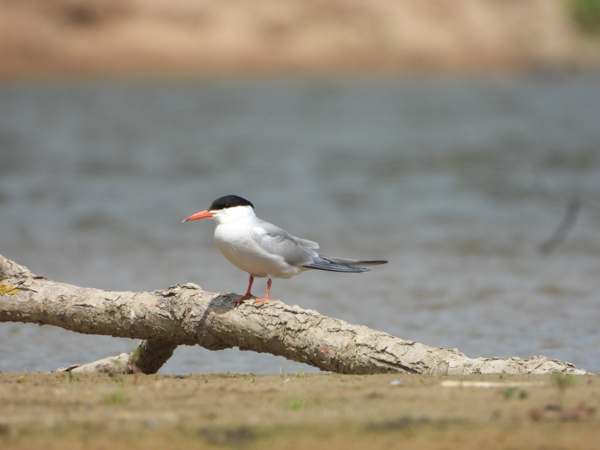 Common Tern - ML637783670