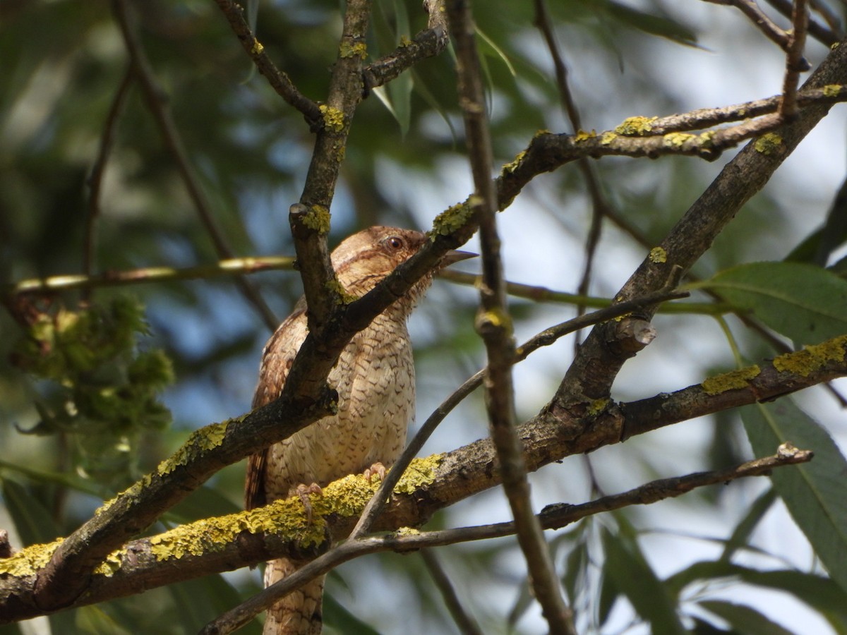 Eurasian Wryneck - ML637783685